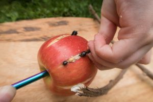 push seeds into the apple