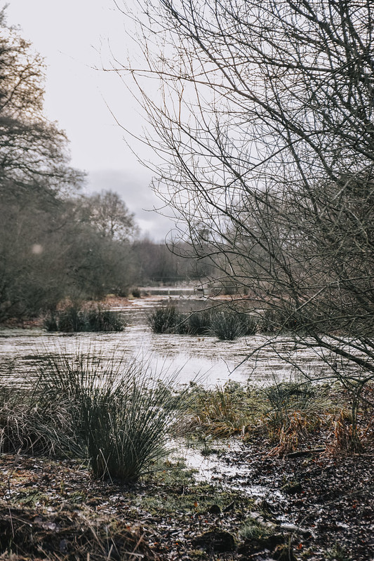 Views across the mere at Brown Moss